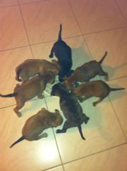 Staffy Puppies For Sale