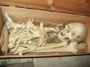 ALL Real Human Individual Bones available at good prices. Contact now!
