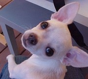 chihuahua puppy for adoption