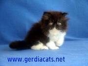 Persian kitten male for sale