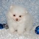 pomerian puppy for adoption